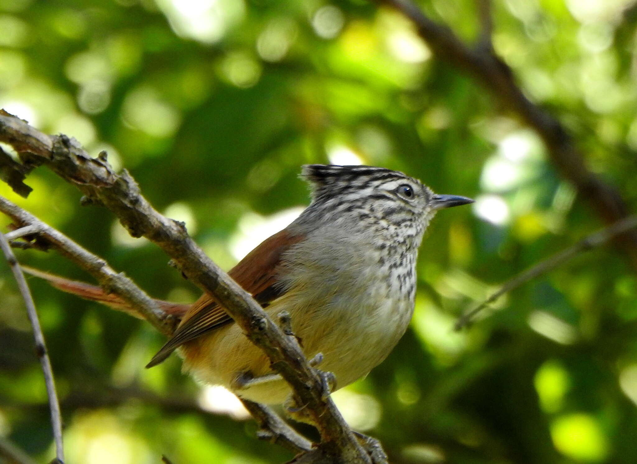 Image of Araucaria Tit-Spinetail