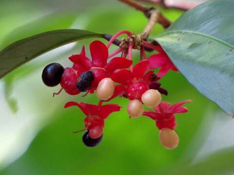 Brackenridgea australiana F. Muell.的圖片