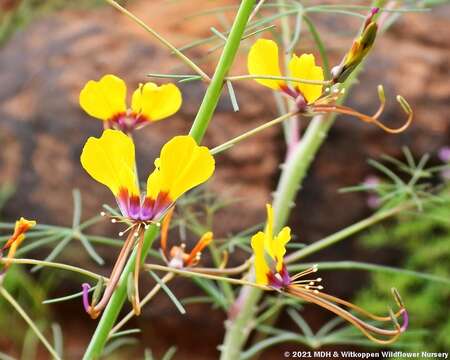 Image de Coalisina angustifolia (Forsk.) Rafin.