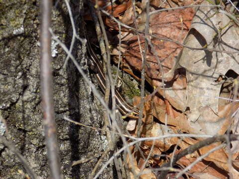 Image of Common Five-lined Skink