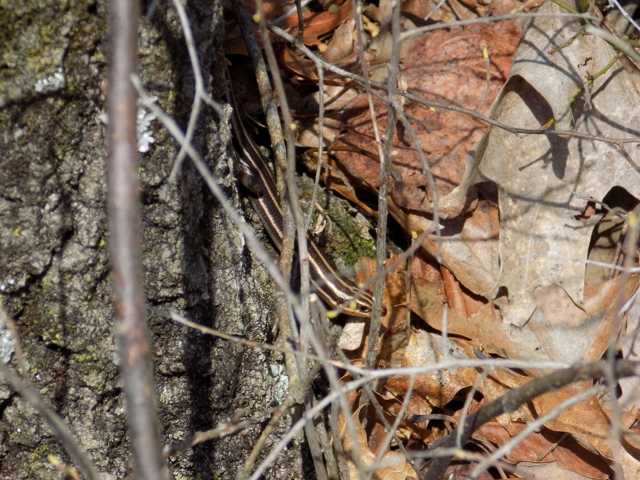 Image de Plestiodon fasciatus (Linnaeus 1758)