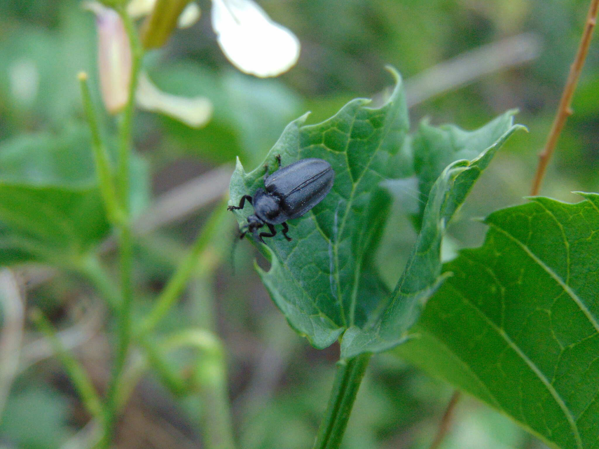 Image of Photinus alexi Zaragoza 2017