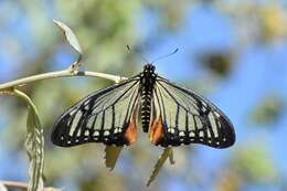 Sivun <i>Papilio agestor</i> kuva