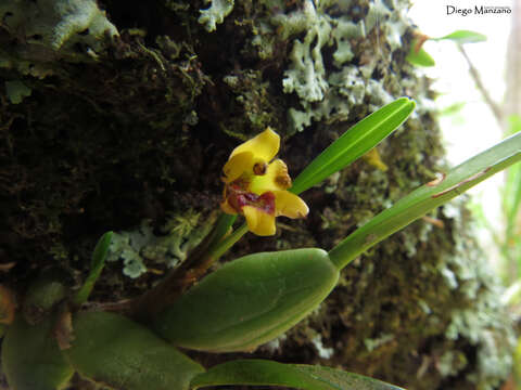 Sivun Maxillaria variabilis Bateman ex Lindl. kuva