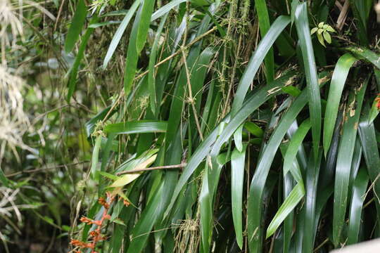 Image of Guzmania multiflora (André) André ex Mez