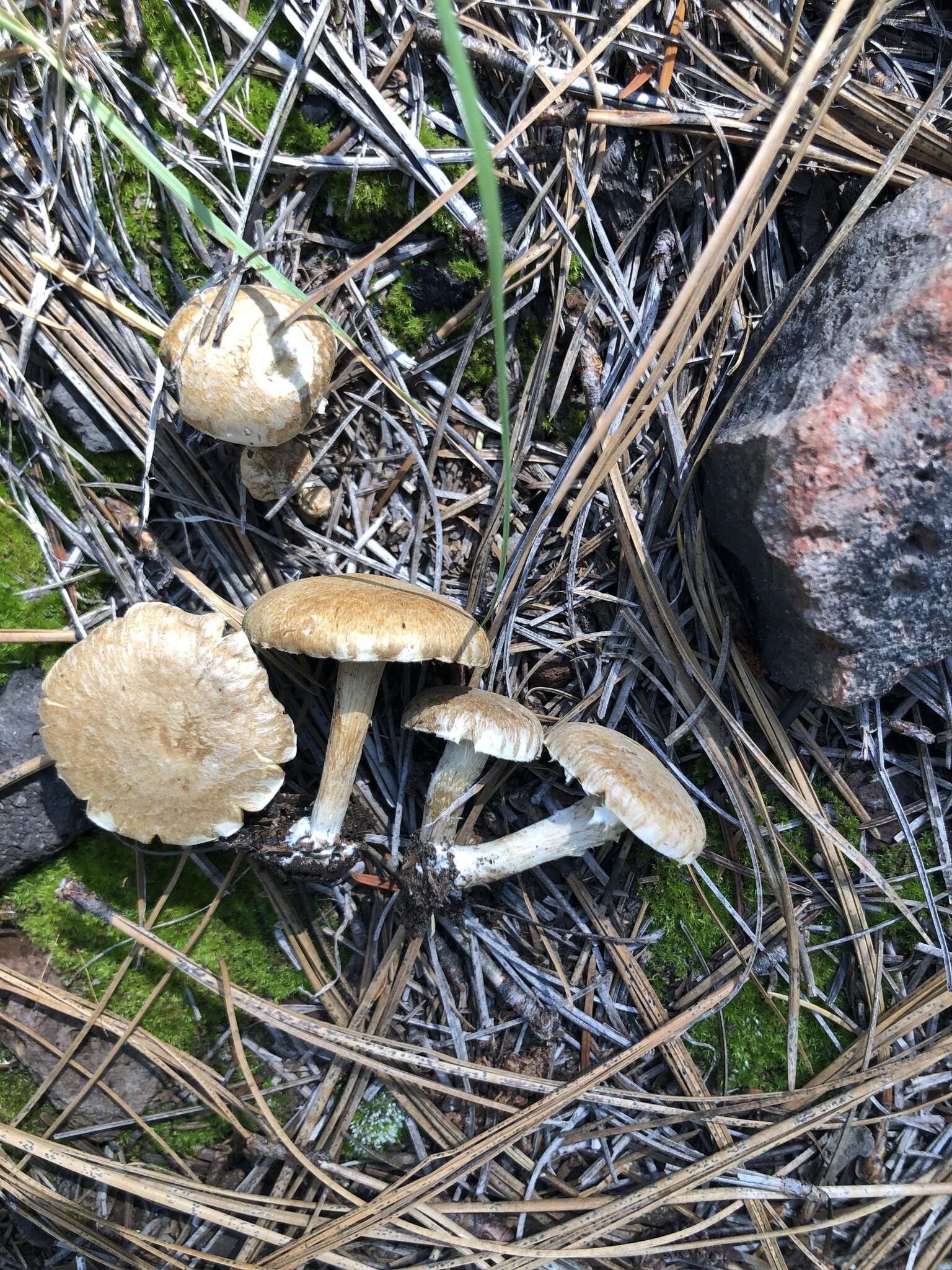 Image of Inocybe subtomentosa Peck 1897