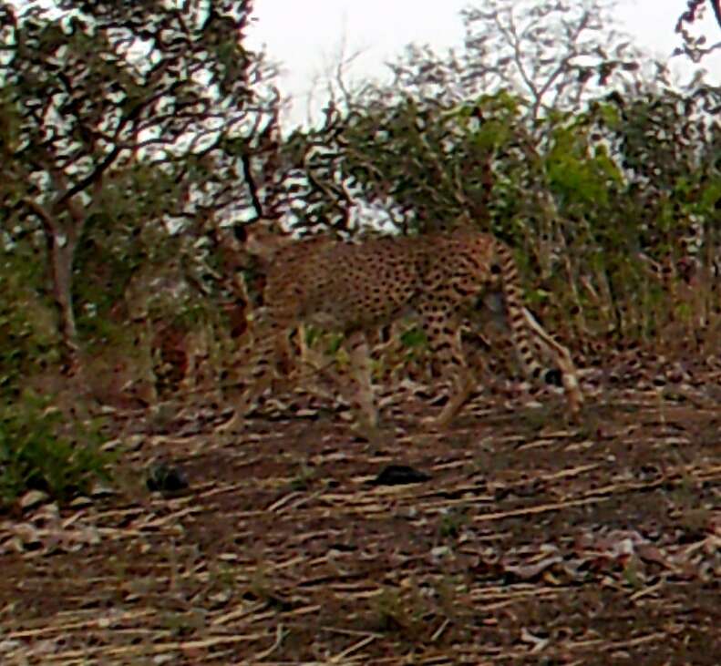 Image of Northwest African Cheetah