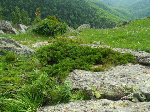 Plancia ëd Juniperus pseudosabina Fisch. & C. A. Mey.