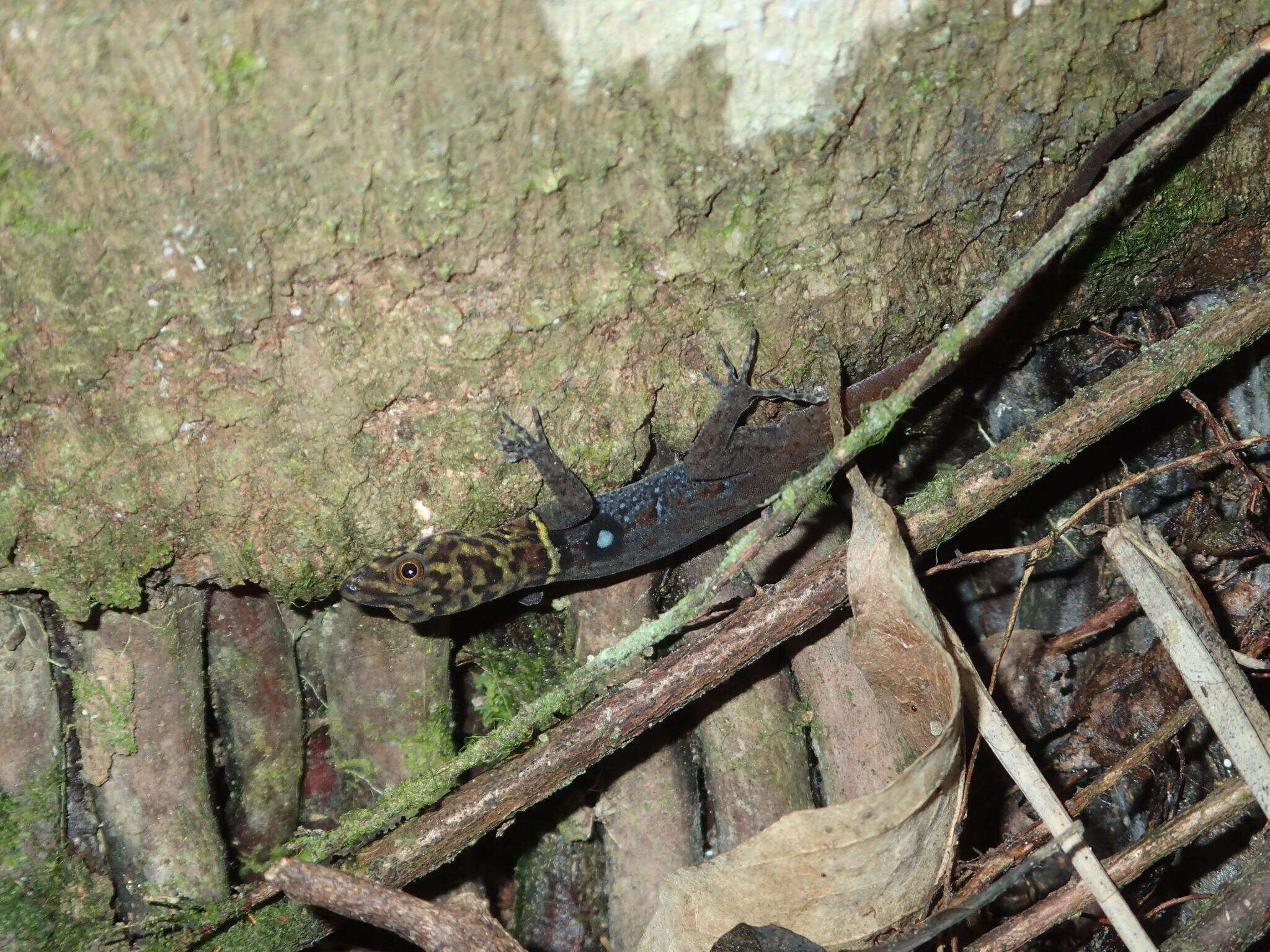 Image de Gonatodes ocellatus (Gray 1831)