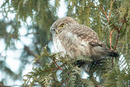 Image of Glaucidium passerinum passerinum (Linnaeus 1758)