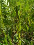 Imagem de Epilobium lamyi F. W. Schultz