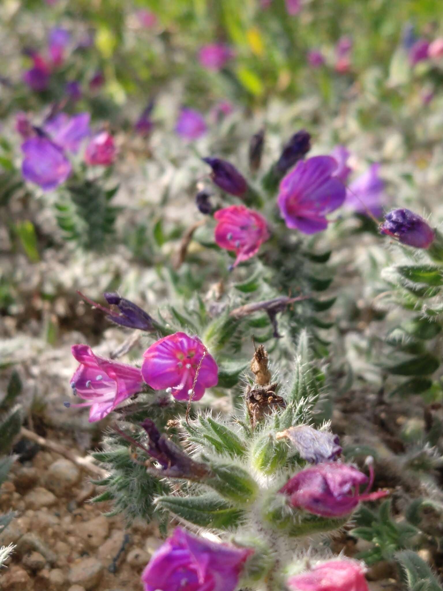 Image of Echium angustifolium Miller