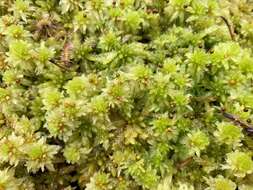 Imagem de Sphagnum cuspidatum Ehrhart ex G. F. Hoffmann 1796