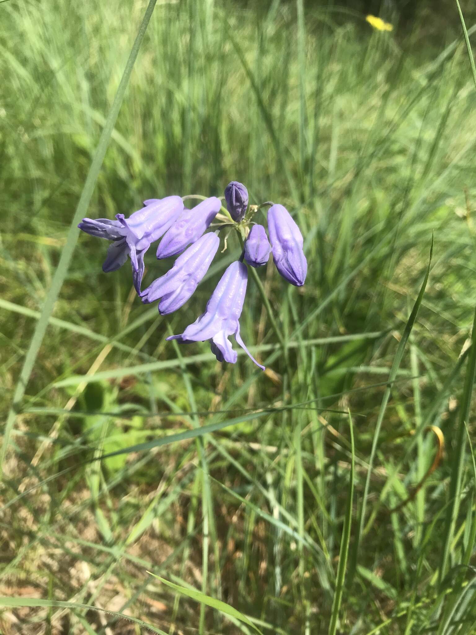 صورة Triteleia grandiflora Lindl.