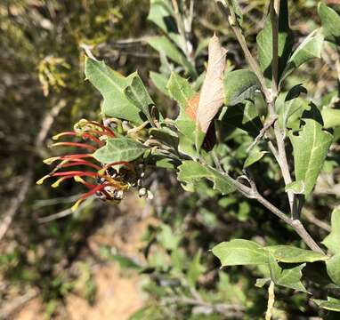 Image of Grevillea ilicifolia (R. Br.) R. Br.