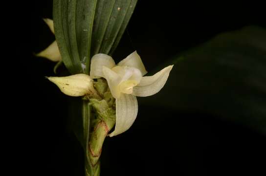 Image de Tropidia curculigoides Lindl.