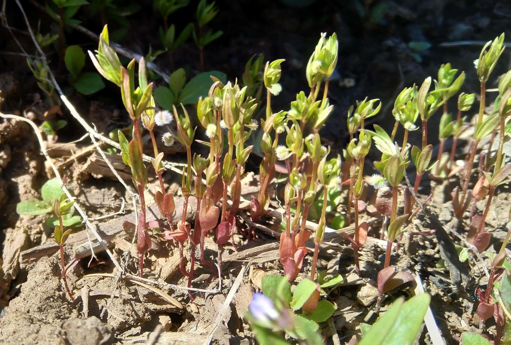 Image of twinleaf bedstraw