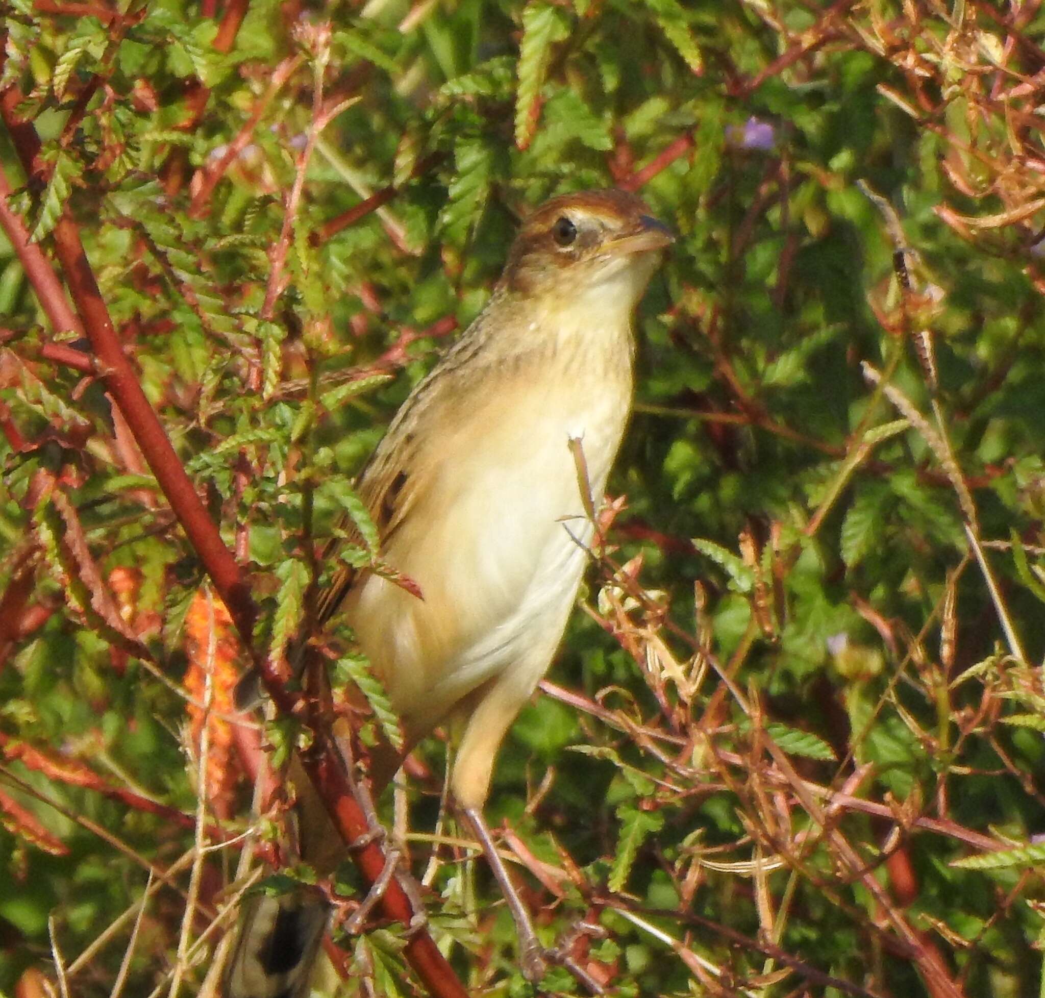 Plancia ëd Schoenicola striatus (Jerdon 1841)