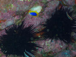 Image of Yellowfin damsel