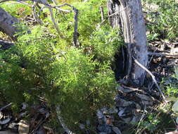 Image of Pelargonium denticulatum Jacq.