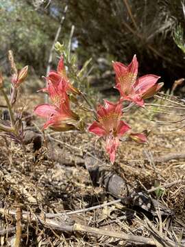 Image of Alstroemeria hookeri Sweet