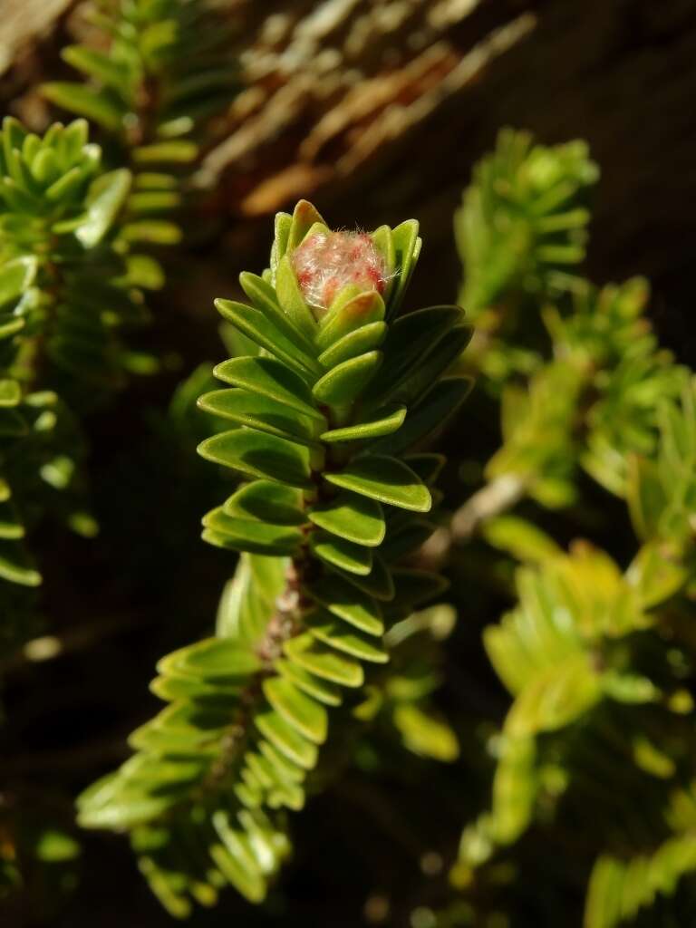 Image of Pimelea gnidia (J. R. & G. Forst.) Willd.