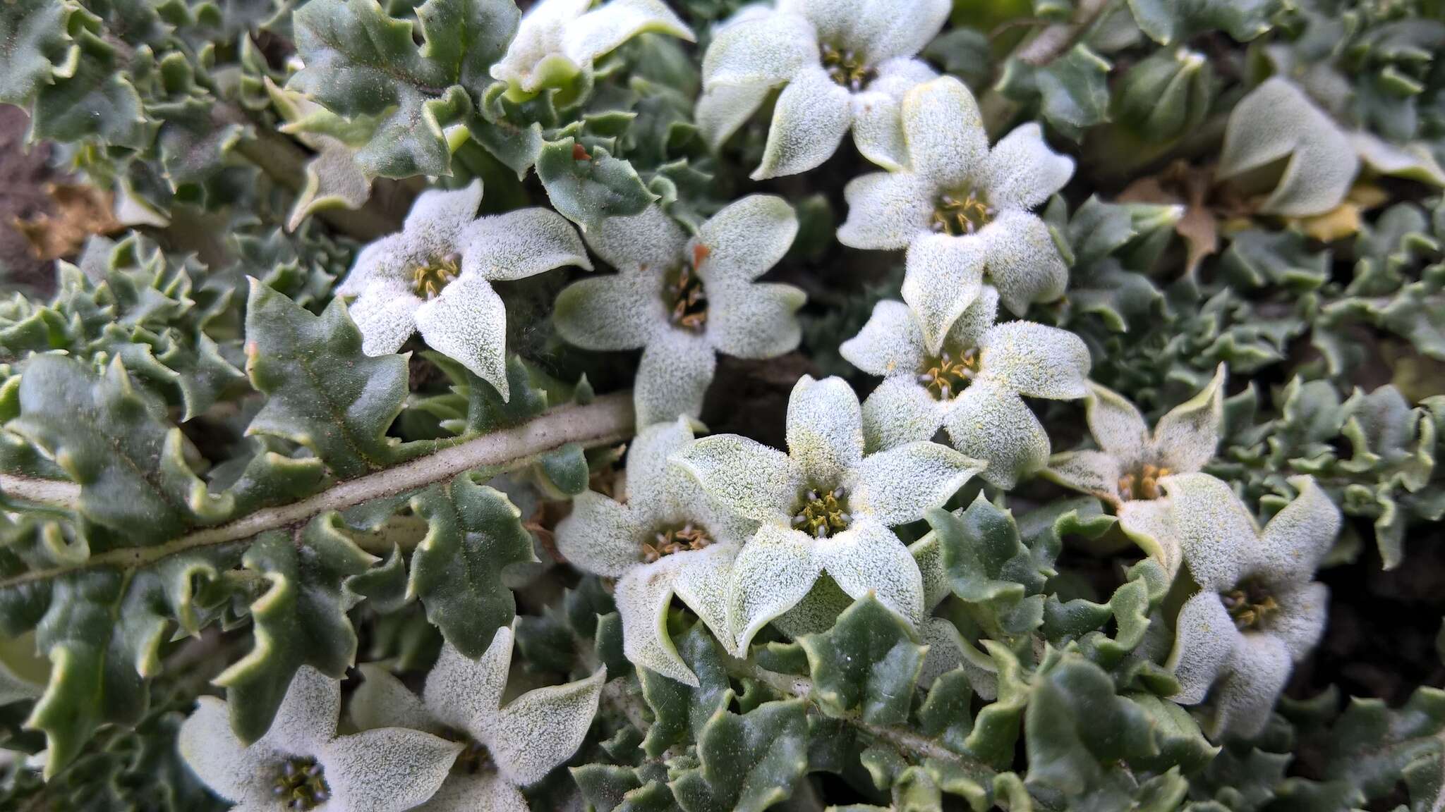 Image de Jaborosa caulescens Gill. & Hook.