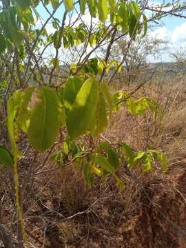 Image de Sclerocroton melanostictus (Baill.) Kruijt & Roebers