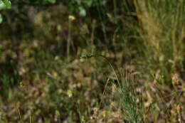 Image of Asphodeline liburnica (Scop.) Rchb.