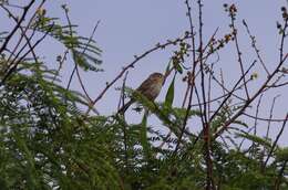 Cisticola chiniana (Smith & A 1843) resmi