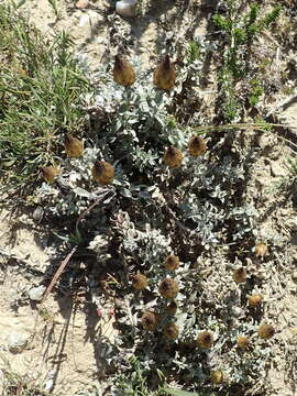 Sivun Helichrysum retortum (L.) Willd. kuva