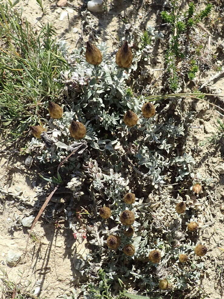 Image of Helichrysum retortum (L.) Willd.