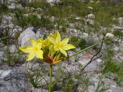 Image of Bobartia indica L.