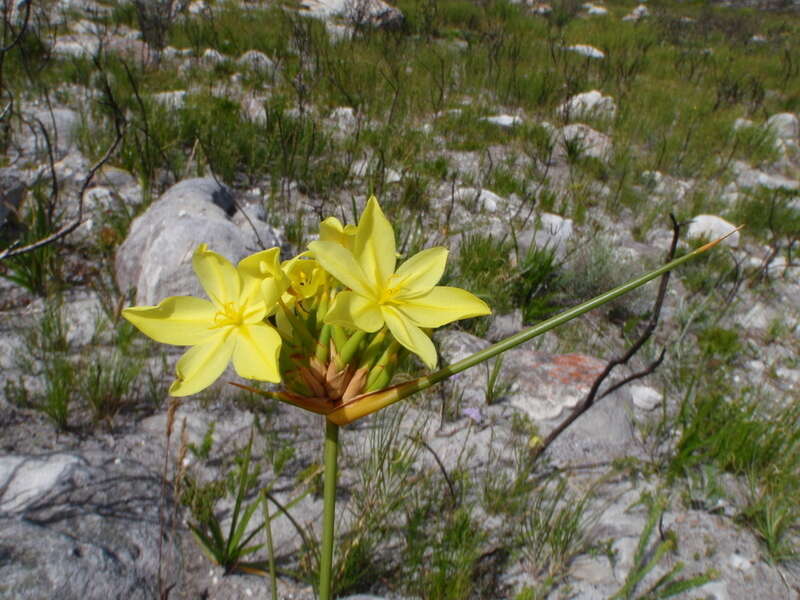 Image of Bobartia indica L.