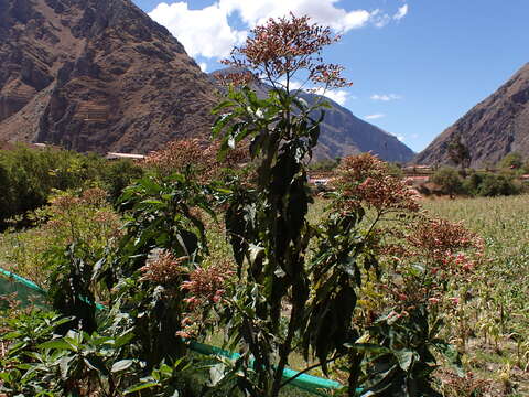 Image of Nicotiana tomentosiformis Goodspeed