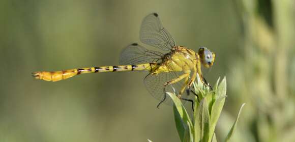 Image of Stylurus intricatus (Hagen ex Selys 1858)