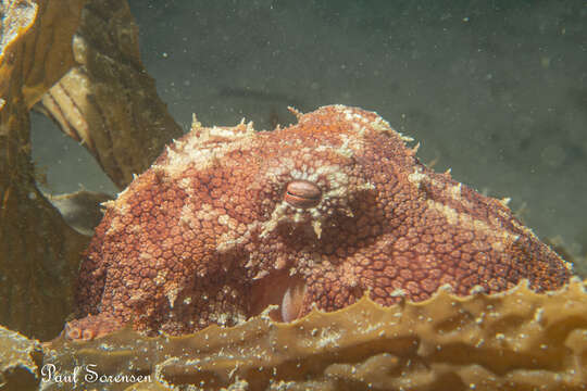 Image of Octopus pallidus Hoyle 1885