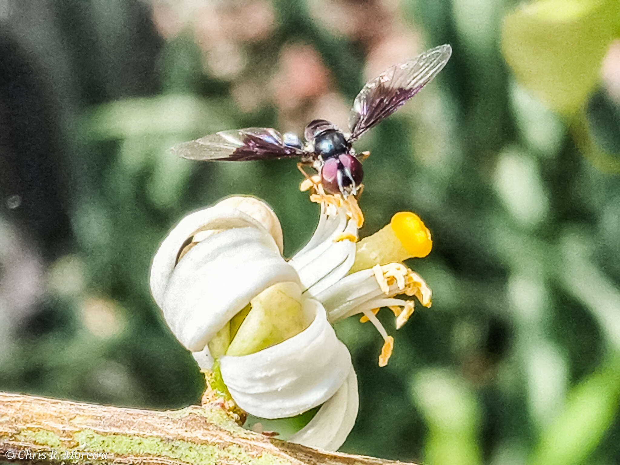 صورة Ocyptamus dimidiatus (Fabricius 1781)