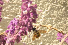 Image of Xylocopa tabaniformis azteca Cresson 1878