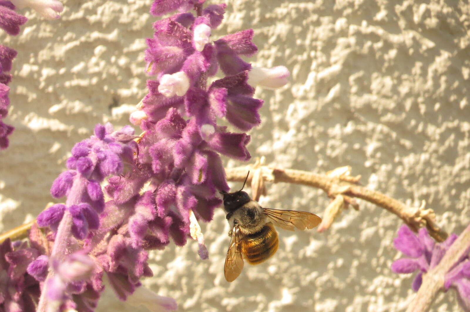 Image of Xylocopa tabaniformis azteca Cresson 1878