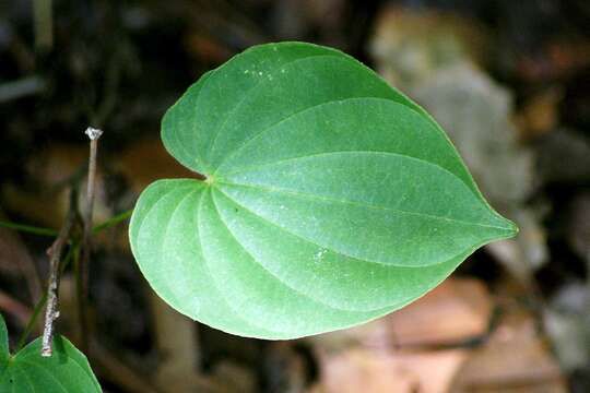 Image of wild yam