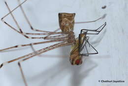 Image of Cellar spider