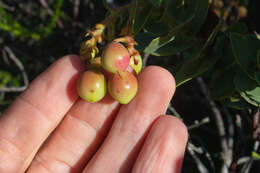 Слика од Arctostaphylos refugioensis Gankin