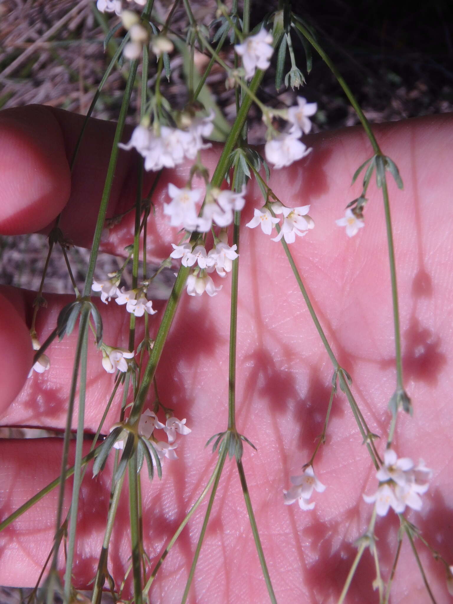 Imagem de Galium xeroticum (Klokov) Pobed.