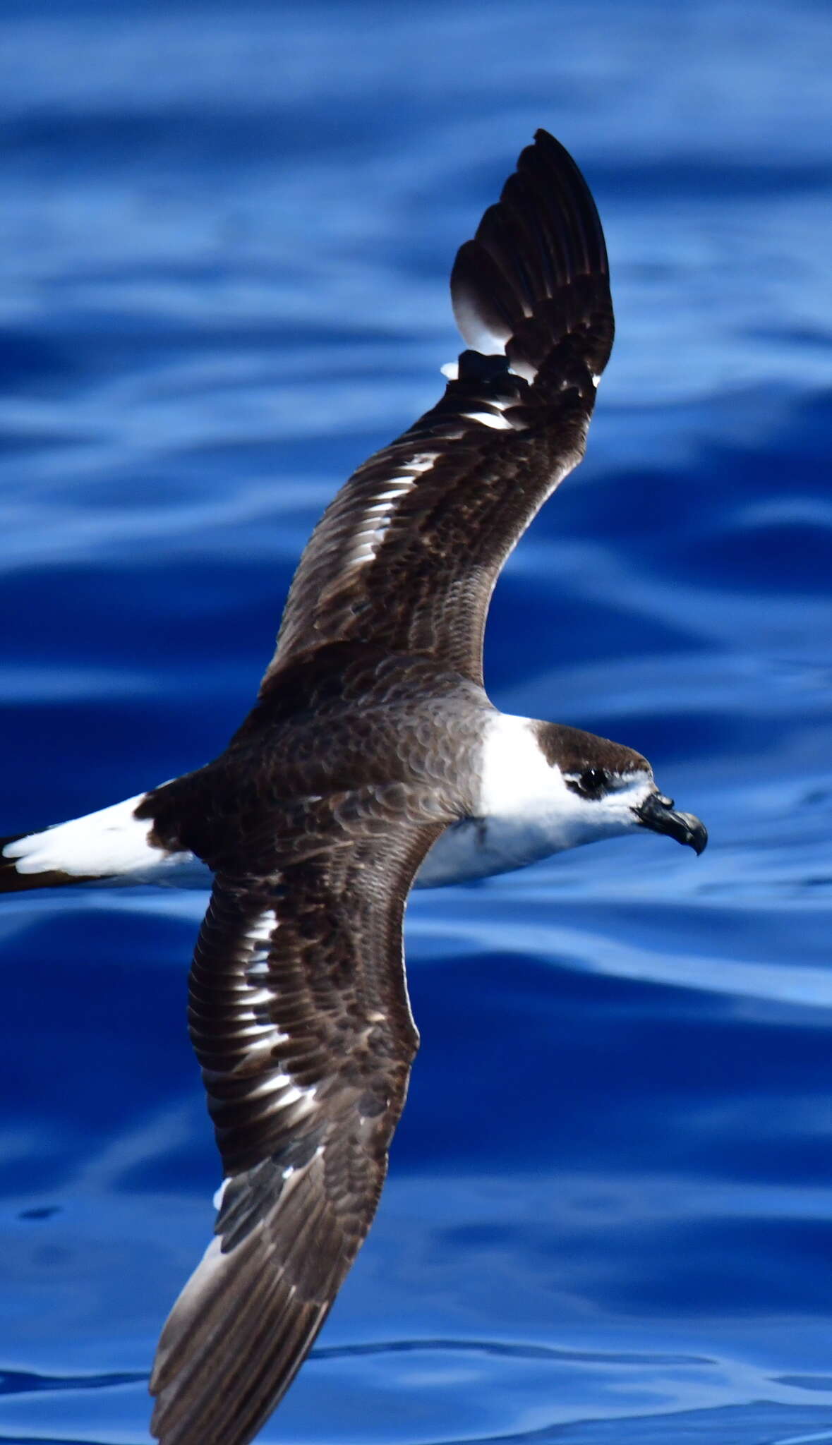 Image of Black-capped Petrel