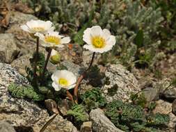 Image of Callianthemum alatavicum Freyn