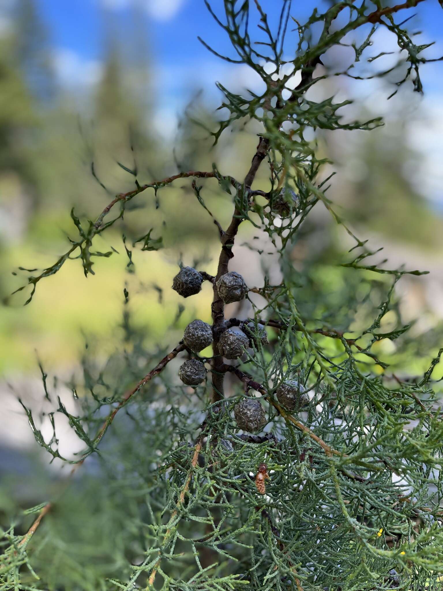 Image of Baker Cypress