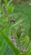 Image of Two-banded Cellophane-cuckoo Bee