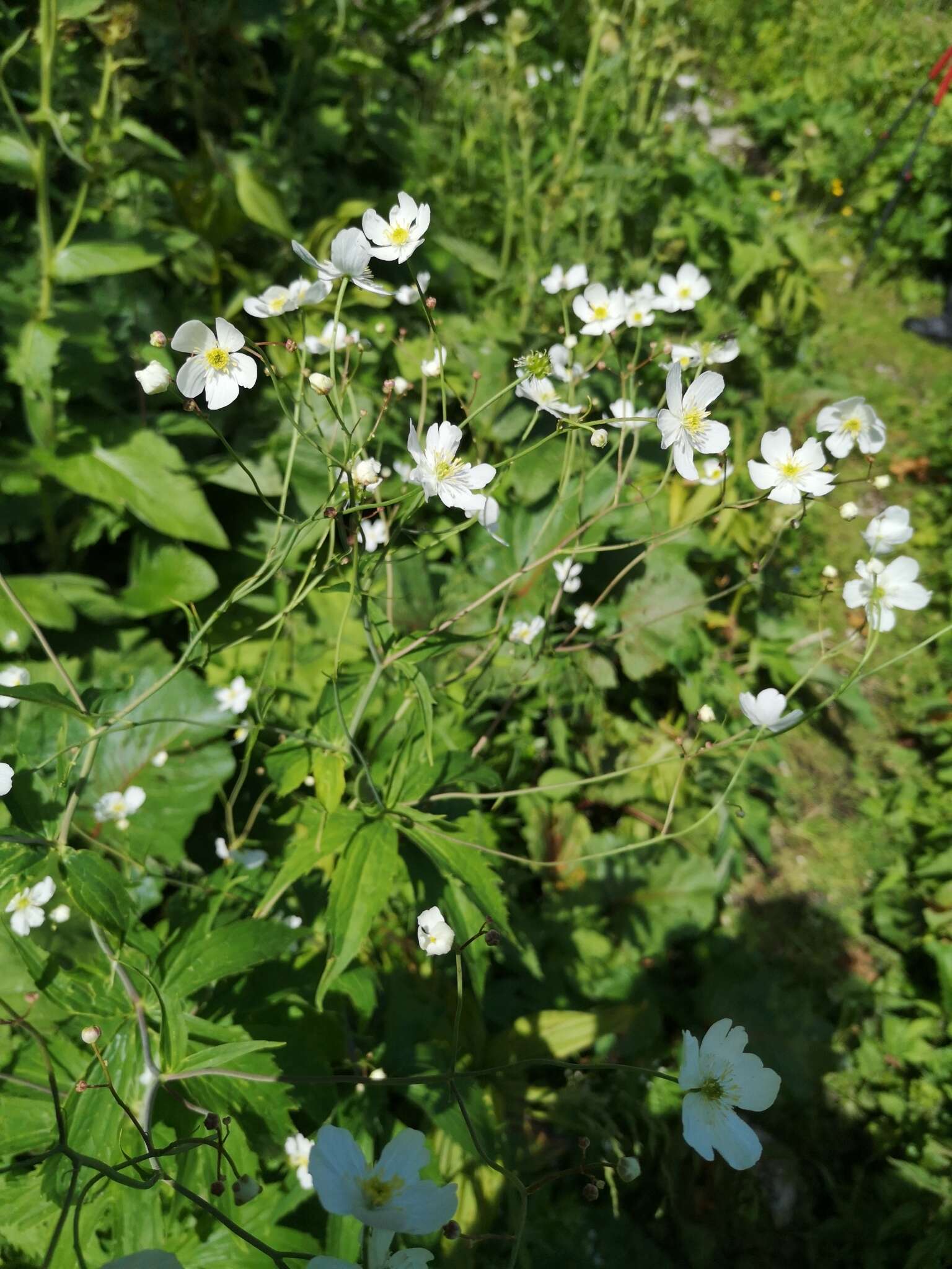 Plancia ëd Ranunculus platanifolius L.