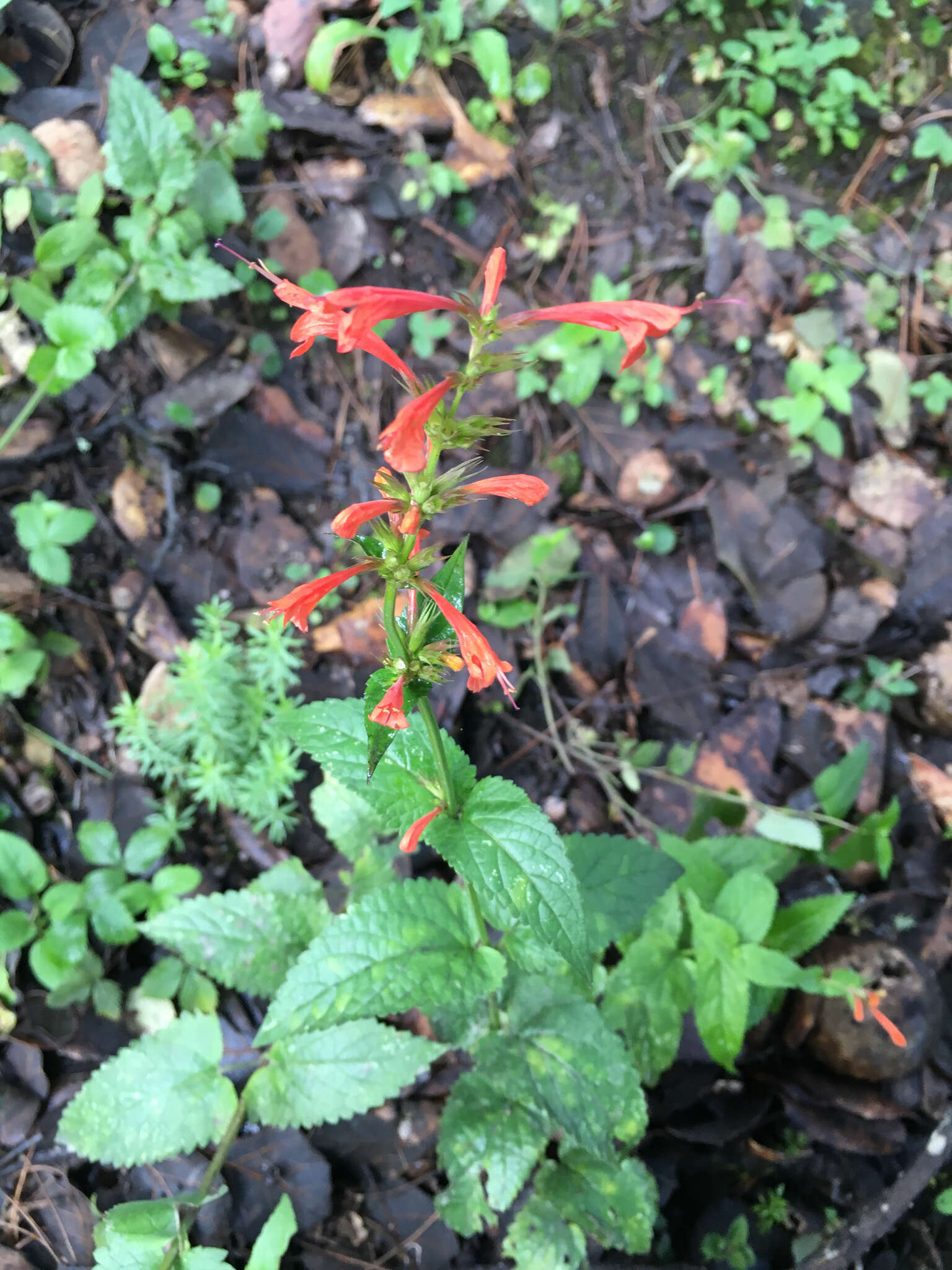 Image of Agastache coccinea (Greene) Lint & Epling